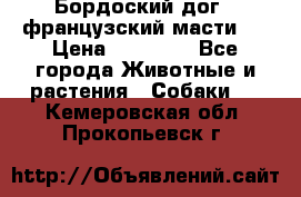 Бордоский дог ( французский масти)  › Цена ­ 50 000 - Все города Животные и растения » Собаки   . Кемеровская обл.,Прокопьевск г.